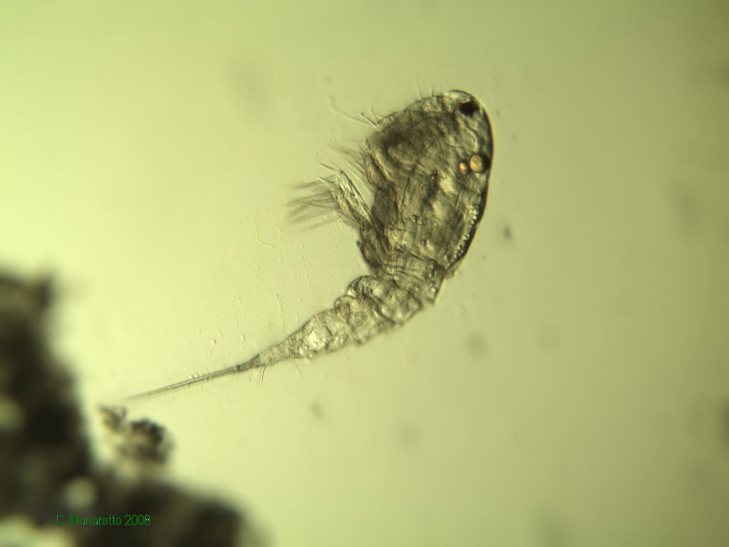 Ancora adulti di COPEPODE...